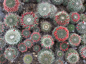 Full frame shot of cactus