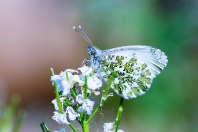 Close-up of butterfly pollinating on flower