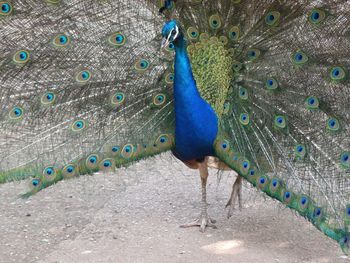 Portrait of peacock