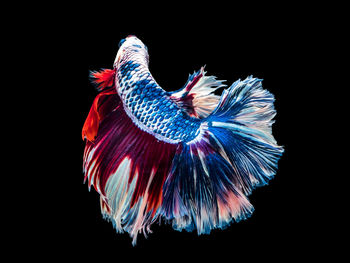 Close-up of a bird