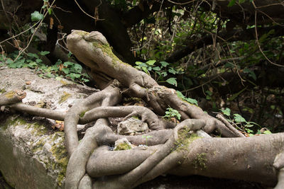 Close-up of horse sculpture on tree