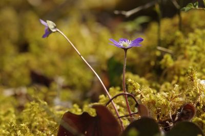 Close-up of purple flowering plant