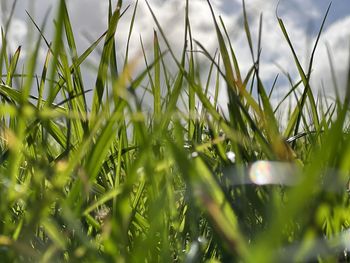 Close-up of grass growing on field