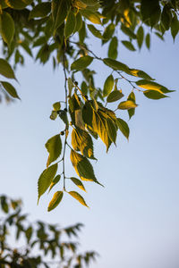 Low angle view of tree against sky