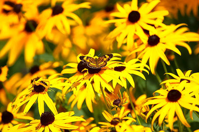 Close-up of bee pollinating flower