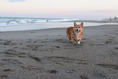 Portrait of dog on beach