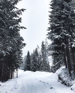 Snow covered pine trees against sky during winter