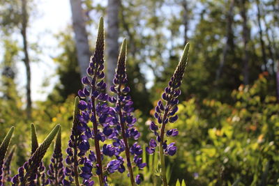 Close-up of purple flowers