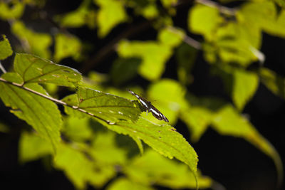 Close-up of insect on leaves