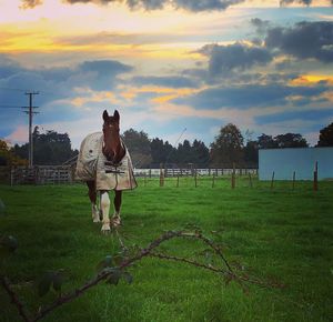 Horse cart on field against sky during sunset