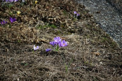 Close-up of purple flowers blooming in field