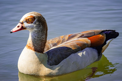 Close-up of duck in lake