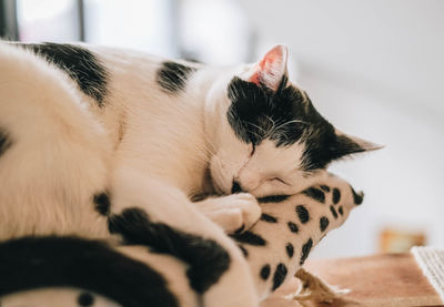 Close-up of cat sleeping