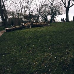 Trees on grassy field in park