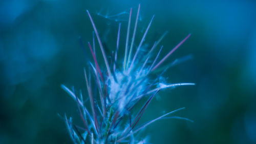 Close-up of blue dandelion flower