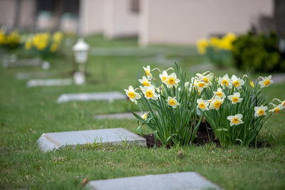 Yellow flowering plants on field