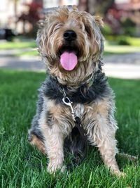 Portrait of dog sitting on field