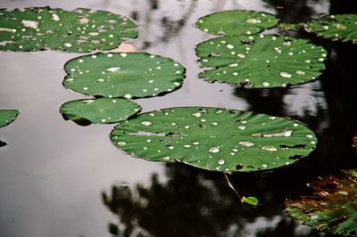 Close-up of wet plant