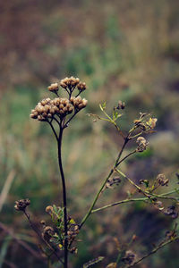 Close-up of wilted plant on field