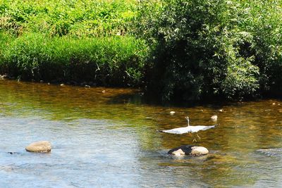 Swan swimming in lake