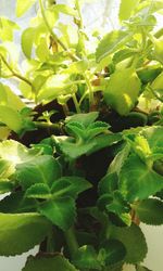 Close-up of fresh green plant