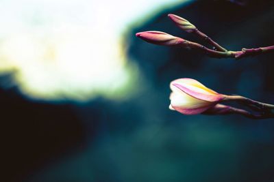 Close-up of pink flower