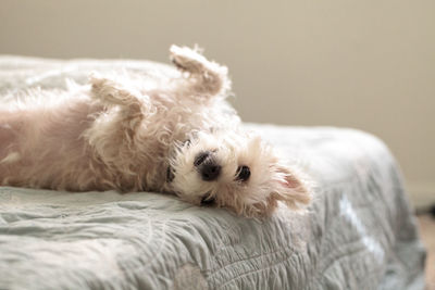 Terrier dog looks up on a bed.