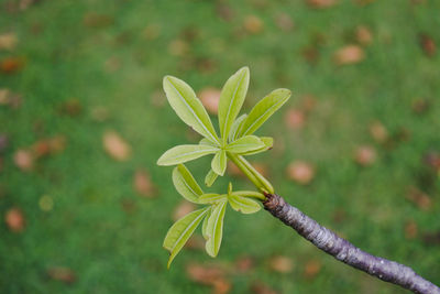 Close-up of fresh green plant