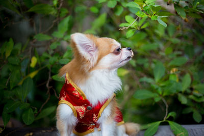 View of a dog looking away