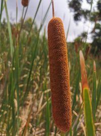 Close-up of fresh plant in field