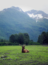 Reindeer relaxing on grassy field against mountains