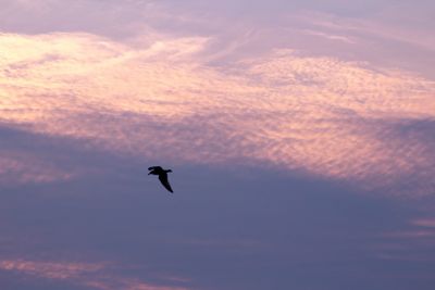 Low angle view of bird flying in sky