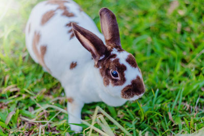 Close-up of rabbit on field