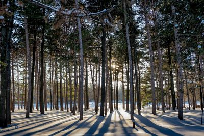 Pine trees in forest during winter