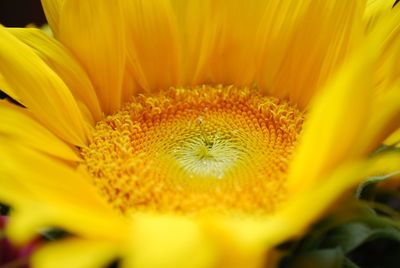 Full frame shot of yellow flower