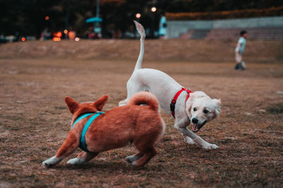 View of dog with dogs