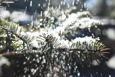 Close-up of frozen pine tree during winter