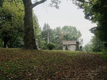 View of trees in field