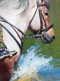 Horse standing in lake