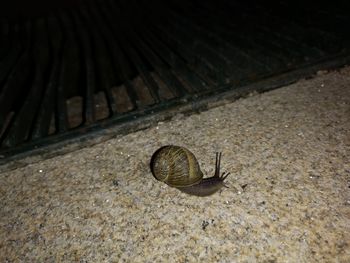 High angle view of snail on land