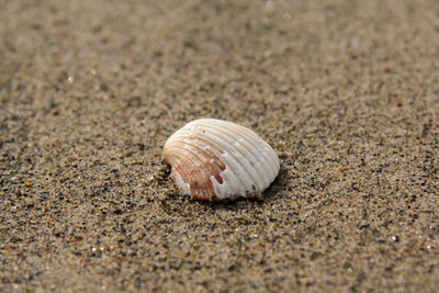 Close-up view on a white seashell on the sand
