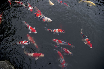 High angle view of koi carps swimming in water