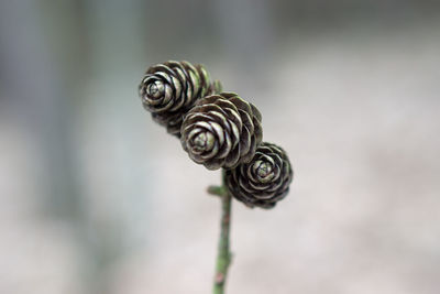 Close-up of spiral eye against sky