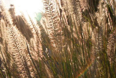 Close-up of stalks in field