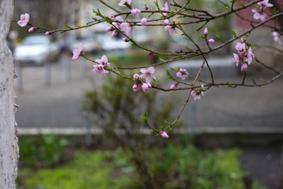Close-up of pink cherry blossom tree