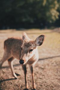 Portrait of deer standing on field