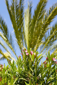 Close-up of flowering plant