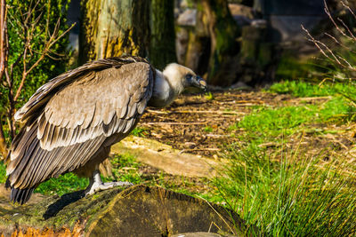 Side view of bird perching on grass