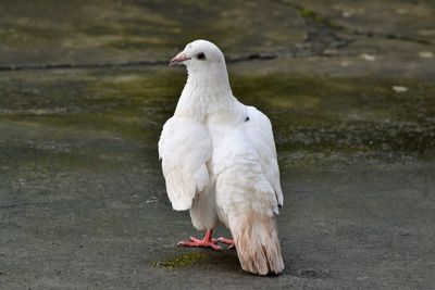 White bird perching on a land