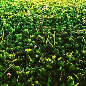 Full frame shot of plants growing on field